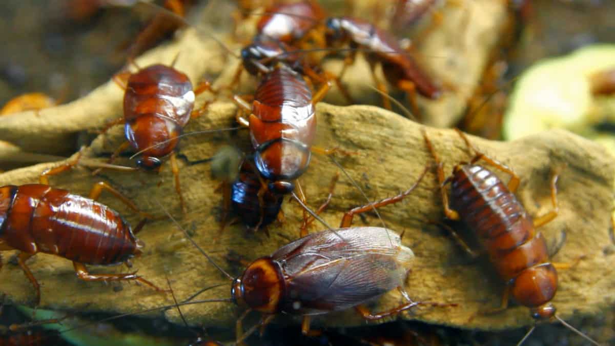 Cockroach | Contact Horne's Pest Control for your pest control services