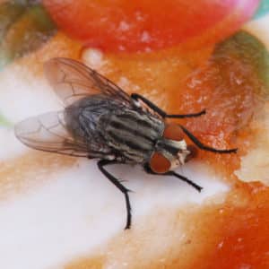 Fly on food