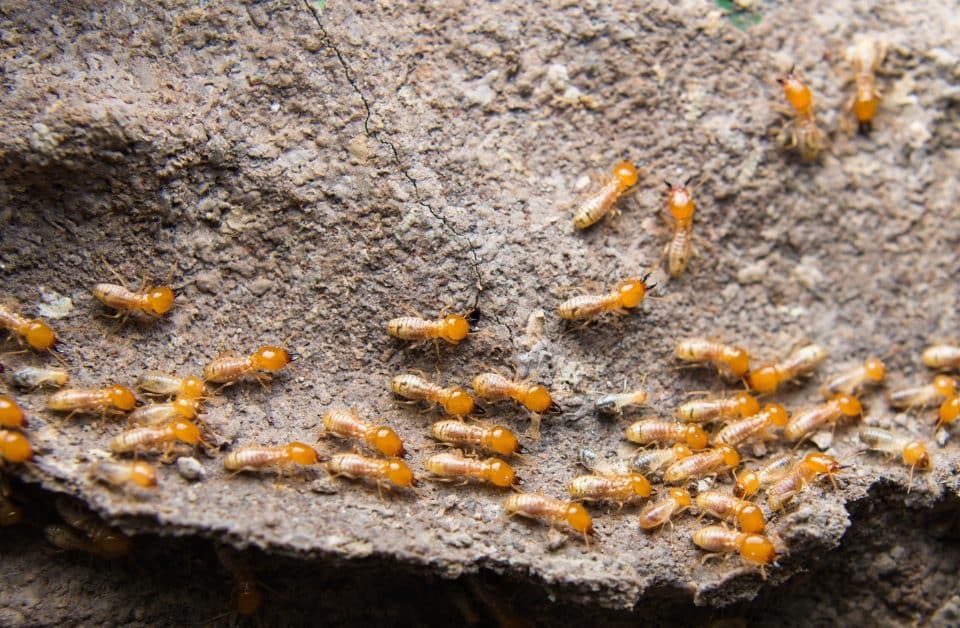 Where do termites come from?