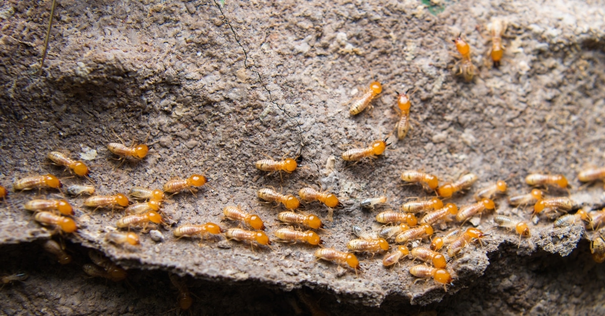 Where do termites come from?