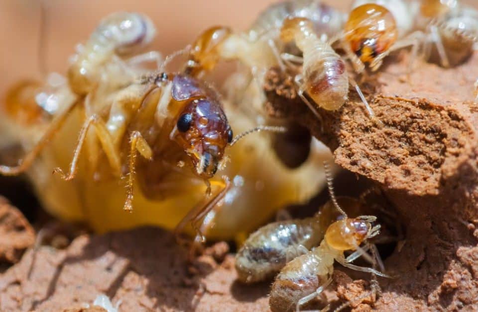 termite stages of life