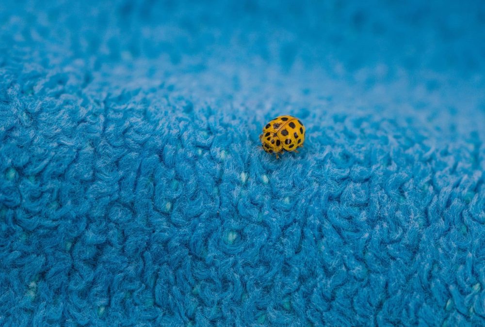 Tiny bug on a blue carpet