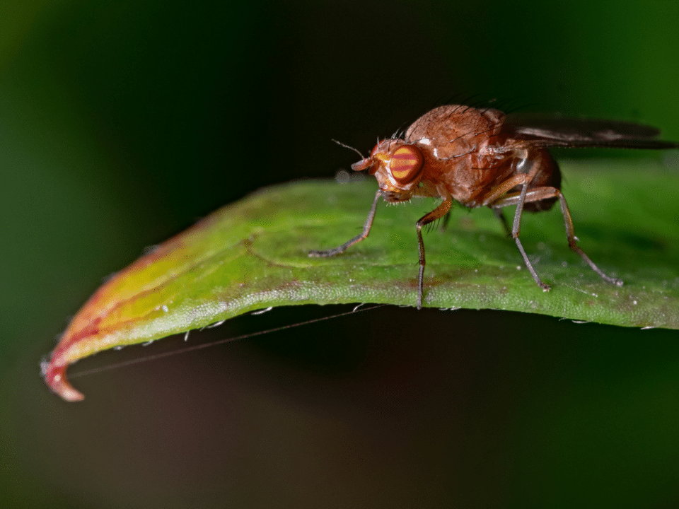 Fruit fly on leaf