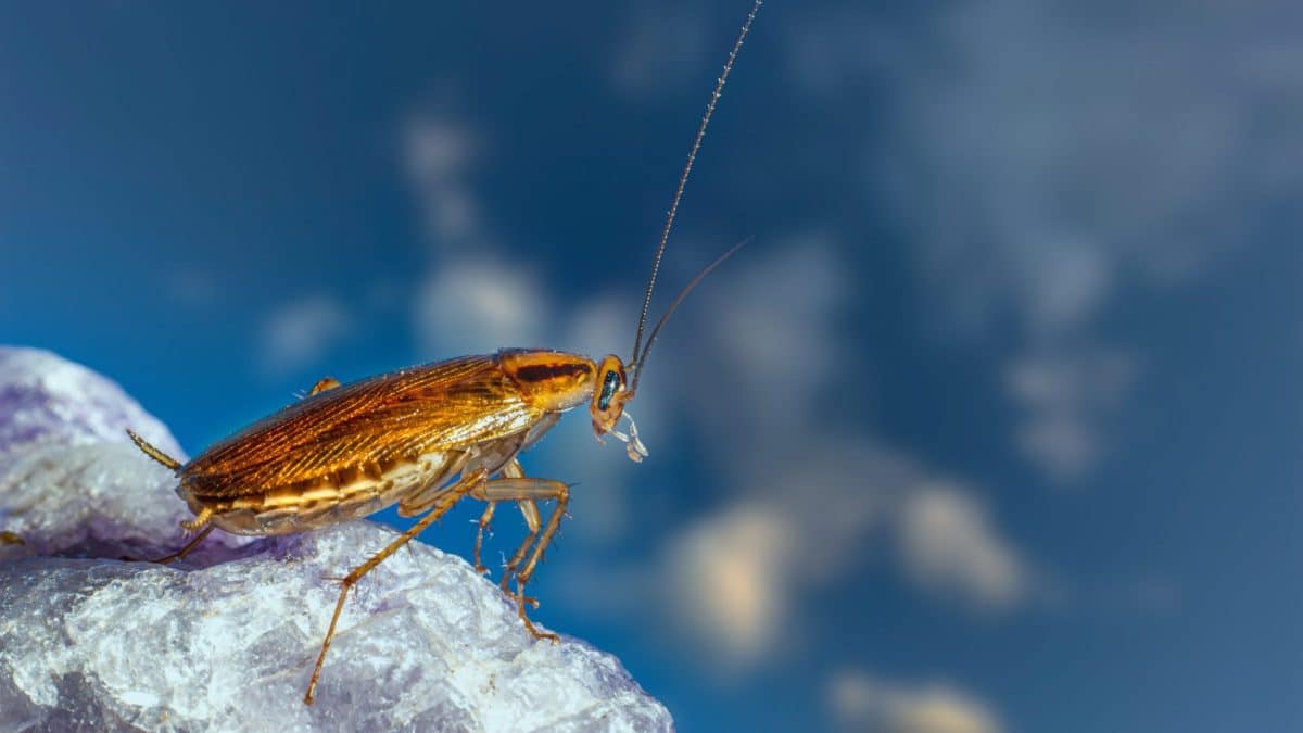 cockroach sitting on a rock